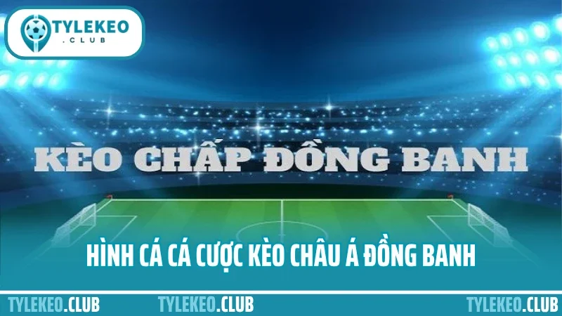 Cá cược kèo châu á – phân tích kèo trên dưới không bị gài 2 Hình cá cá cược kèo châu á đồng banh
